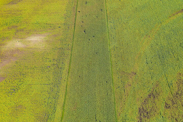 Aerial view of agricultural fields. Aerial top view photo from flying drone of a land with sown...