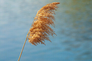 Dry reed with seeds in soft sunlight on water background, selective focus