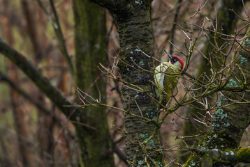 Eurasian Green Woodpecker - Picus viridis, beautiful green shy woodpecker from European forests and woodlands, Zlin, Czech Republic.