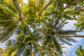 Fototapeta na wymiar Coconut palm tree forest in sunshine day bright sky background. Travel tropical summer beach holiday vacation or ecology, nature environmental concept. Coconut palm trees and shine nature scenic