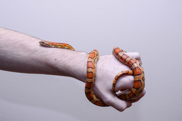 wąż zbożowy na ręce