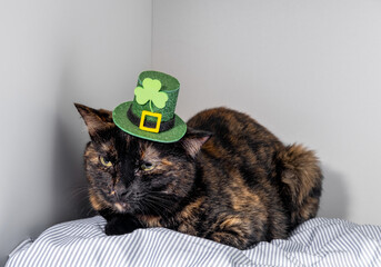 Cute black and red cat in a green hat in honor of St. Patrick's Day. Humor greeting card with pet.