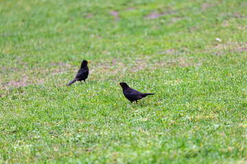 Blackbird walking on the grass field in park