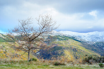 tree without leaves and snowy mountain of Hervas in autumn, Extremadura
