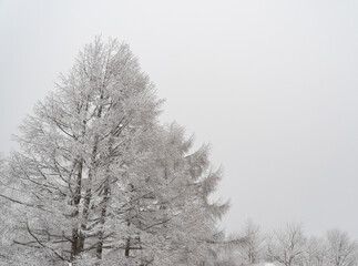 Fototapeta premium 雪に覆われた森