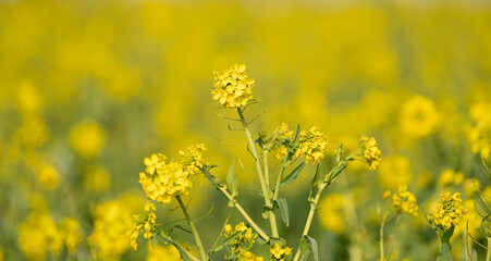 Fototapeta premium 満開の菜の花畑