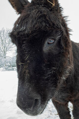 Donkey in winter