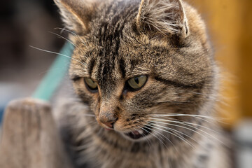 the grey house cat looks away