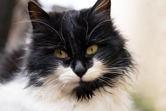 beautiful domestic cat black and white with yellow eyes looks