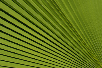 Obraz premium Tropical green background. Coconut palm trees green texture background. Tropical palm coconut trees on sky, nature background.