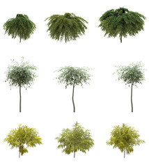 Cutout tree for use as a raw material for editing work. isolated green deciduous tree on white background, 3D illustration, cg render