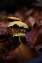Yellow mushrooms growing in brown leaves on a fall day in the Palatinate Forest of Germany.