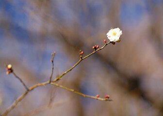 梅の花
