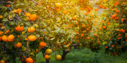 Beautiful garden with oranges, mandarines trees.