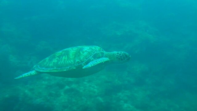 Big green turtle underwater, snorkeling, scuba diving, green turtle swims in the sea, big leatherback turtle in the ocean, big turtle on the background of corals