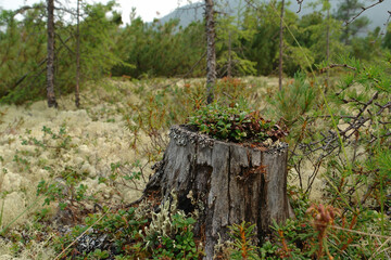 Fototapeta premium A tiny shrub of Dwarf lingonberry on an old rotten stump. Taiga forest in the area of the Jack London Lake, Magadan region