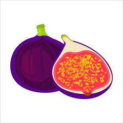 Figs are tropical fruits. Vector illustration isolated on white background. Isolate on a white background. Summer purple fruit. Pitted figs cut in half. Use for label design