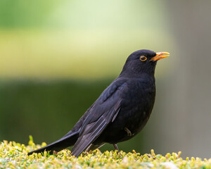 Common blackbird (Turdus merula) male. Portrait bird photography, shallow depth of field and soft focus. Green bokeh blurred background, copy space. Swedish national bird.