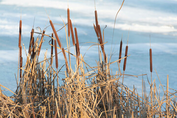 Reeds in winter in the wind, against the background of blue sky and frozen river.