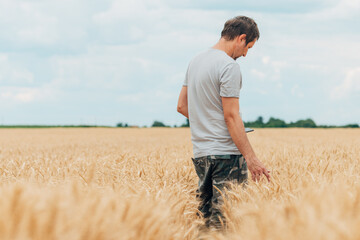 Naklejka na ściany i meble Farmer with smartphone checking up on development of wheat crops in field