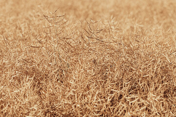 Ripe rapeseed crops plantation ready for harvest