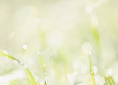 Green abstract springtime background with defocused grass and morning dew