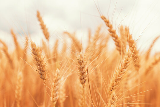 Ripe harvest ready wheat crops field in summer, cereal plant cultivation