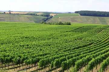 Fototapeta na wymiar Hintergrund Weinanbau in Franken - grünes Meer von Blättern der Sorte Silvaner und weißer Riesling