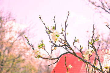 Blooming sakura branch on the background of the roof of the house. Spring awakening of the orchard