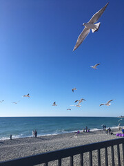 Seagulls are flying against the background of the sea.