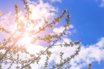 Branches with white sakura flowers against the sky with clouds on a bright sunny spring day