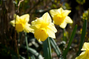 Close up of daffodils growing in a garden