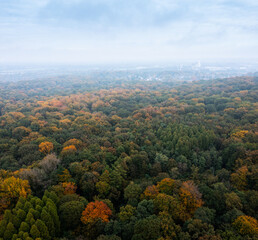 Bird's eye view of the autumn-colored forest in Duisburg, Germany