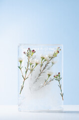 Delicate soft white sakura flowers on green branch frozen in ice block on frosty light blue wall, wood table as abstract spring elegant floral backdrop, frozen flowers background, vertical.