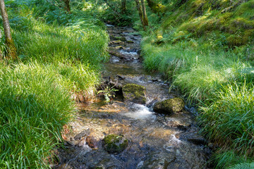Close up of a small stream or brook in in woodland