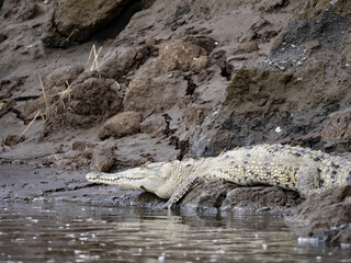 American Crocodile,. Crocodylus acutus, lies on the banks of the Tarcoles River, Costa Rica