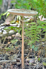 Edible mushroom (Macrolepiota procera)