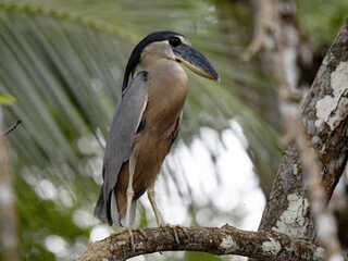 Boat-billed heron, Cochlearius cochlearius is hidden in the branches, river Tarcoles, Costa Rica