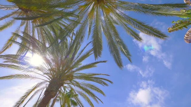 Under palm trees in slow motion 180fps