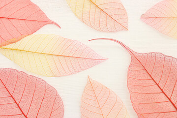 Colorful transparent and delicate skeleton leaves over wooden white background