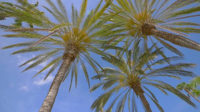Under palm trees in slow motion 180fps