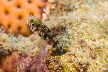 Obraz na płótnie Canvas Close up, macro of Blenny fish in the reef of the Caribbean Sea, Curacao