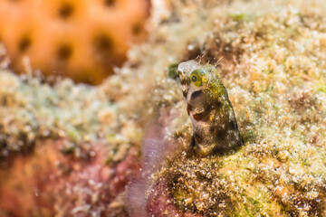 Close up, macro of Blenny fish in the reef of the Caribbean Sea, Curacao