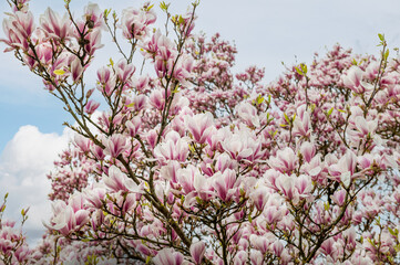 Pink Magnolia Tree with Blooming Flowers during Springtime