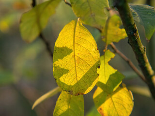 Obraz premium yellow leaves on a tree in the forest