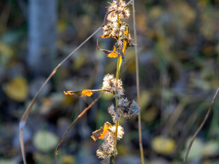 wild fluffy grass in the field