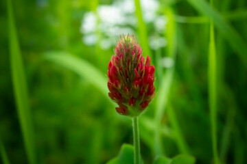 Clover