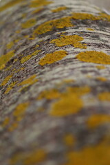 Lichen, a yellow lichen on a tree trunk. Detail.