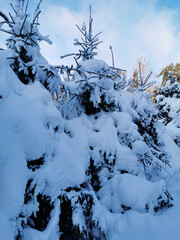 Snow-covered branches of fir-trees, bent down under the weight of snow, on a frosty winter day