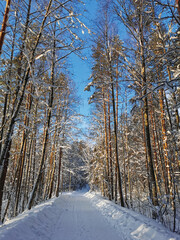 A forest road among tall snow-covered ship pines in the village on a clear, frosty winter day